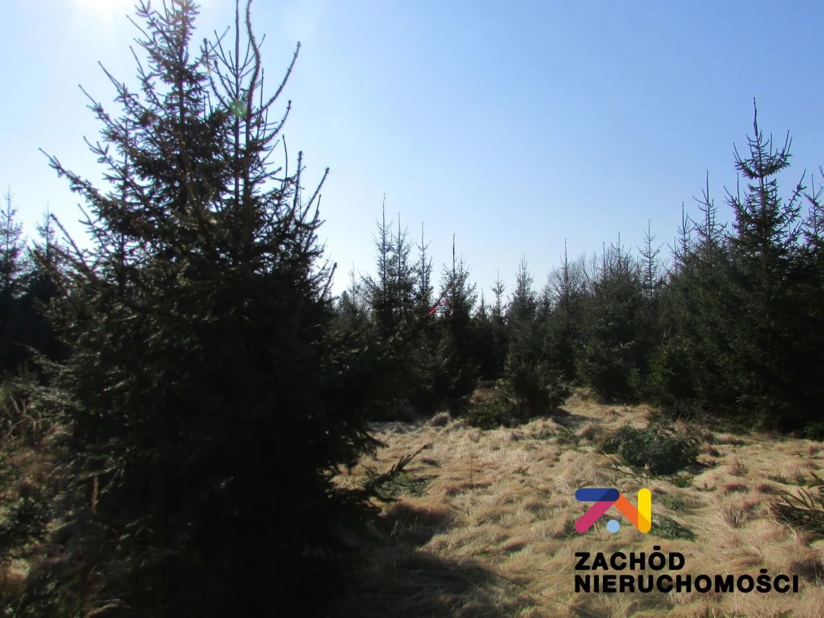 Na sprzedaż działka o powierzchni 900 m2 w Cigacicach koło Sulechowa. - 4