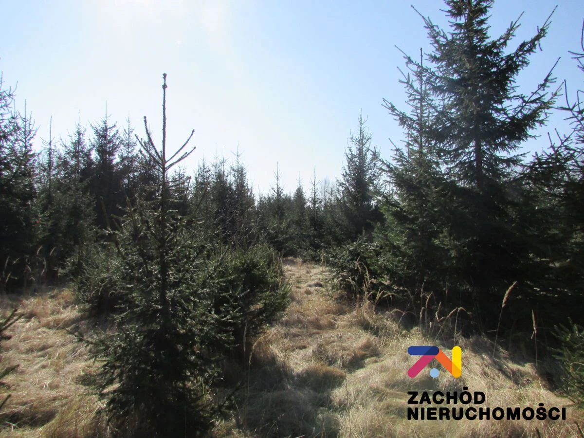Na sprzedaż działka o powierzchni 900 m2 w Cigacicach koło Sulechowa. - 2