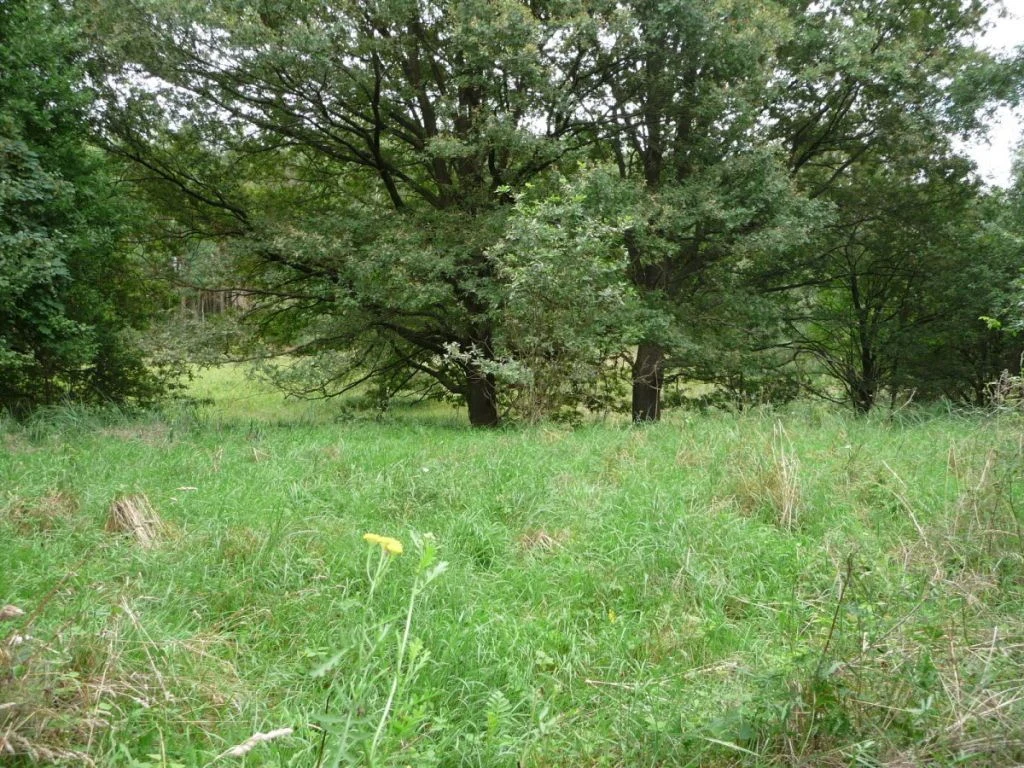 OFERUJEMY PAŃSTWU DO SPRZEDAŻY DZIAŁKĘ POD BUDOWĘ USYTUOWANĄ W OBRĘBIE DYCHÓW w gminie Bobrowice, powiat krośnieński. - 56390227-1l.jpg