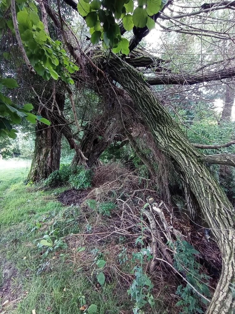 Łąka pod Lublinem- miejsce na odpoczynek nad rzeką! - 2