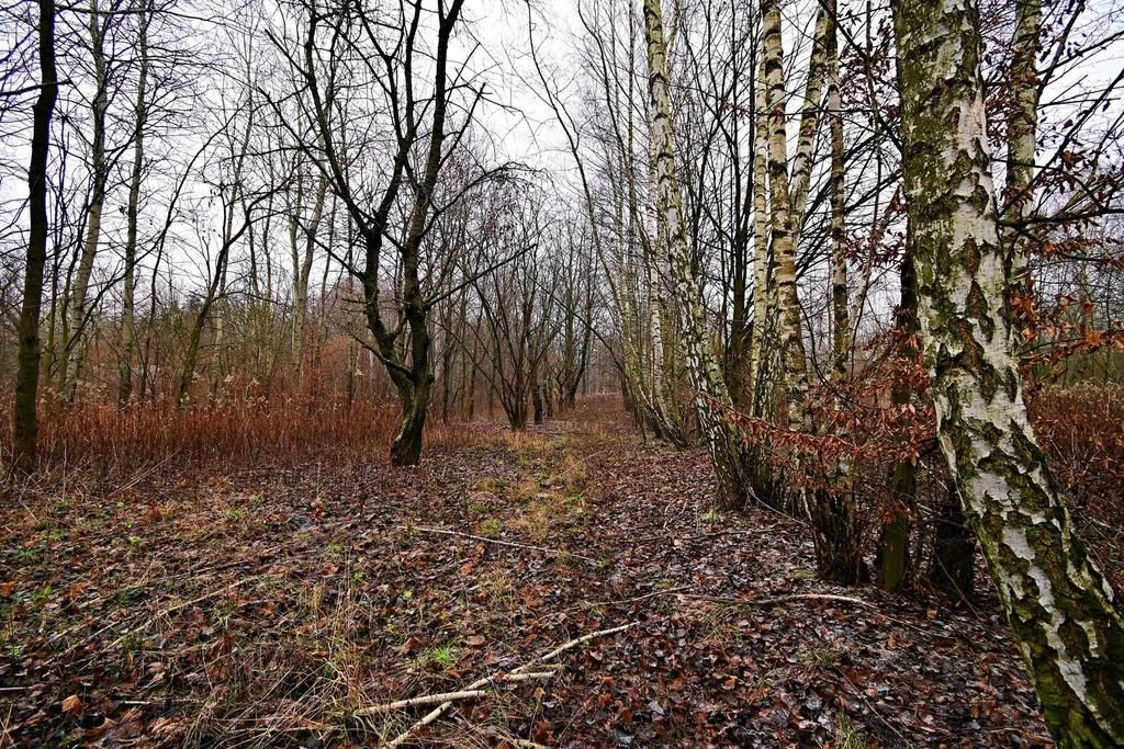 Piękna działka 65a pod Kazimierzem Dolnym - 4
