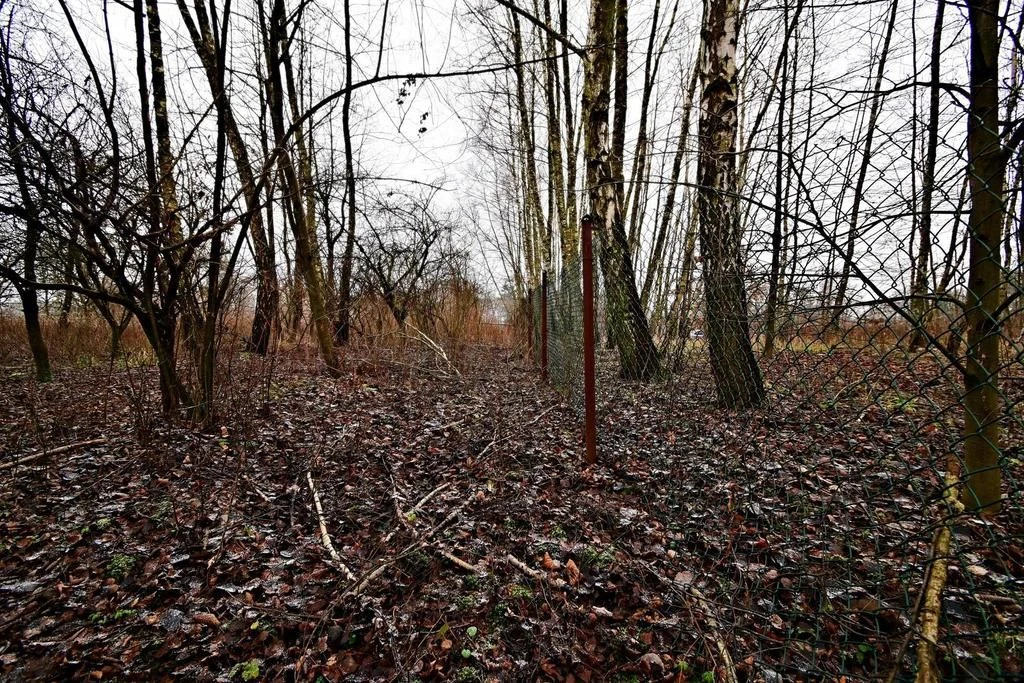 Piękna działka 65a pod Kazimierzem Dolnym - 2