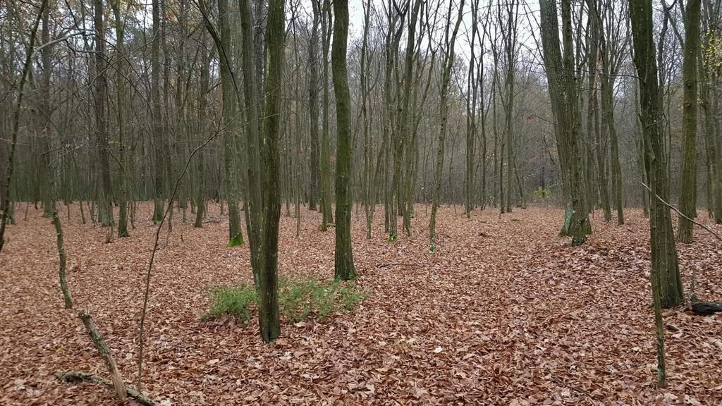 Przepiękny las w miejscowości Samoklęski - 93778216.jpg
