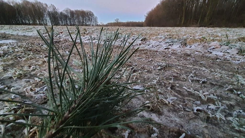 30a w doskonałej lokalizacji pod Kazimierzem D - 3