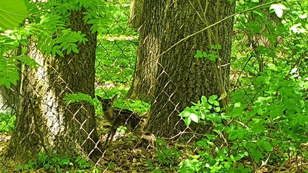 Działka, Zemborzyce Tereszyńskie, 57 ar - 4