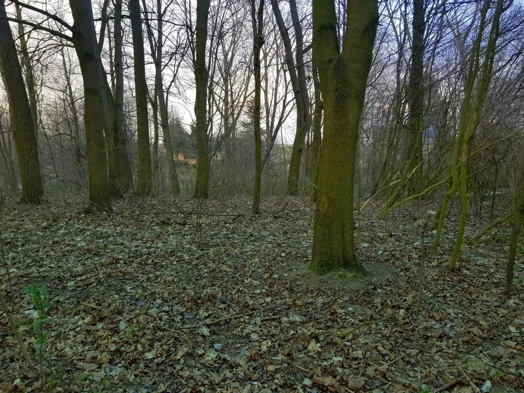 Kocianów - działka leśna - 33 ar