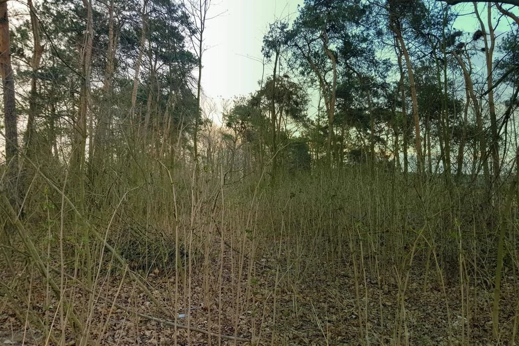 Kocianów - działka leśna - 33 ar - 3