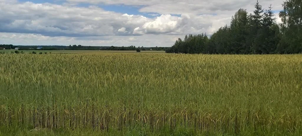 Piękna działka budowlana w Starościnie!!! - 2