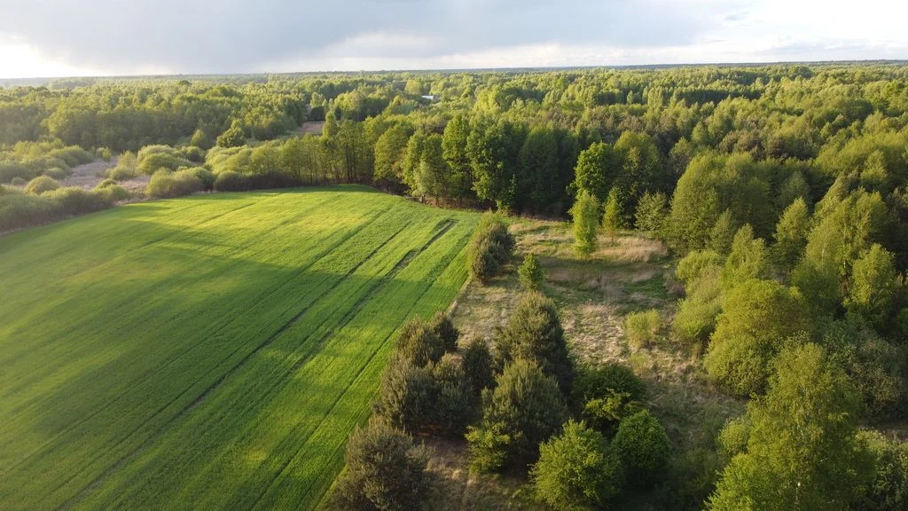 Działka o  pow. 1,63 ha w Karolowie gm. Chotcza. - 3