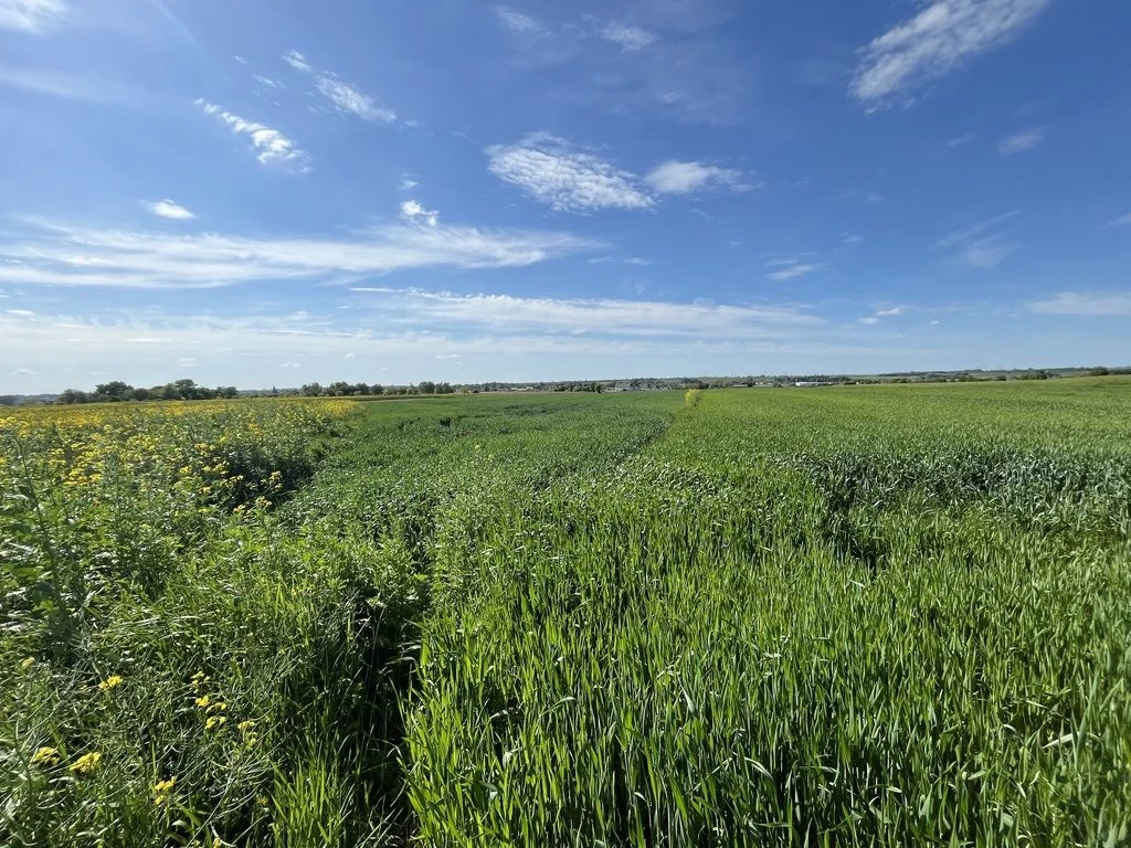 Działka 0,82ha U/MN Wólka gm. Długie pod Lublinem. - 5