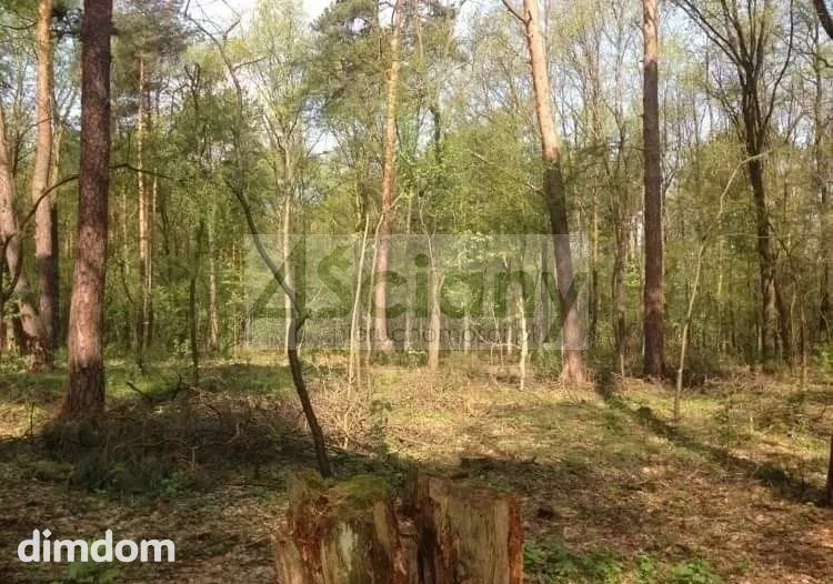 Do sprzedania 5 działek o łącznej  powierzchni 12000 m2 w Sękocinie Las koło Magdalenki.