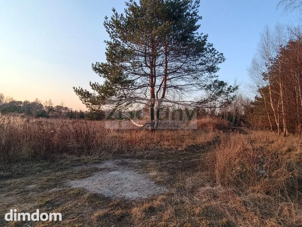 W gminie Żabia Wola, blisko lasu