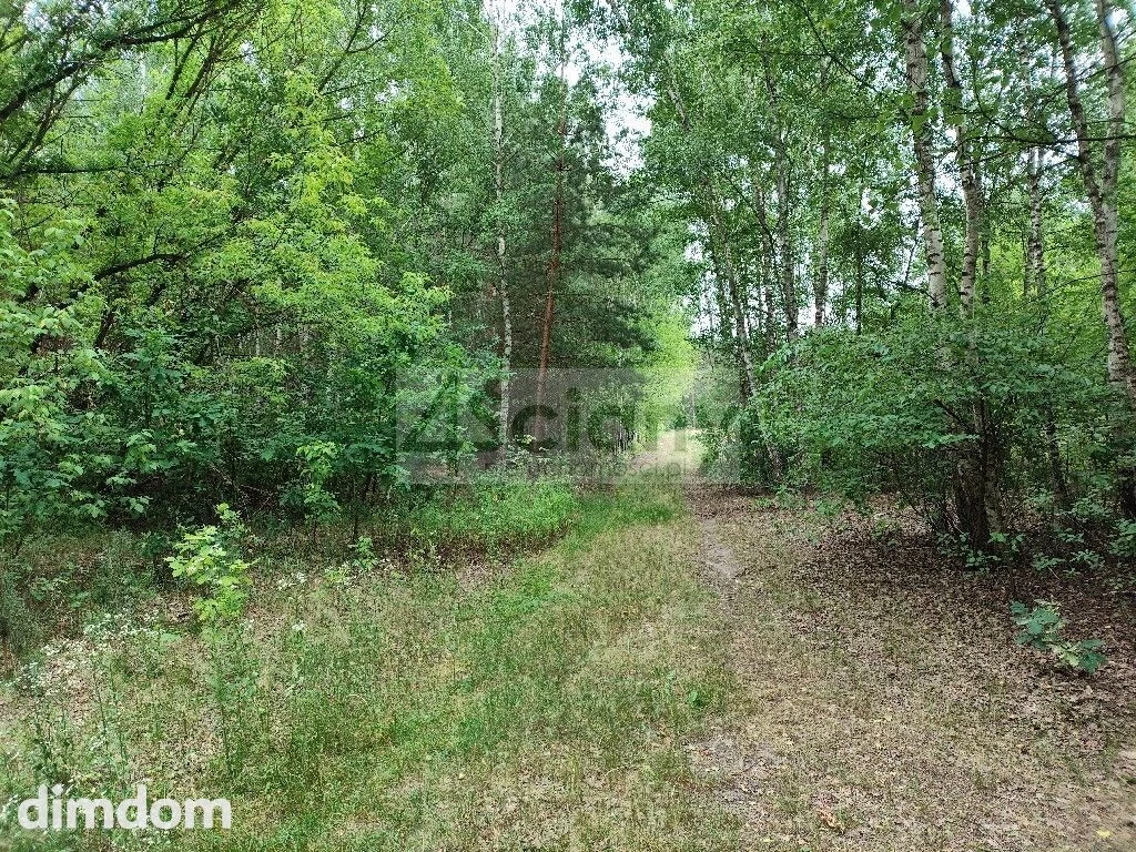 Działka lesie w Wólce, 600 metrów od puszczy - 2