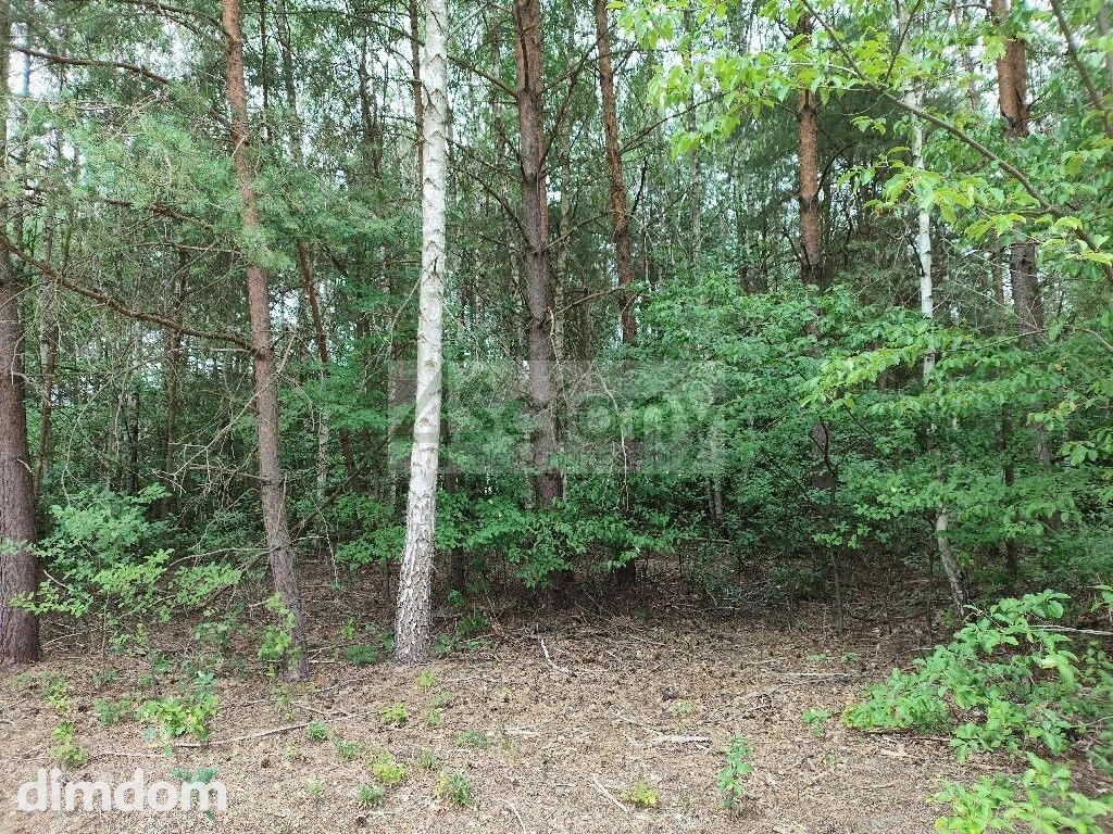 Działka lesie w Wólce, 600 metrów od puszczy - 4