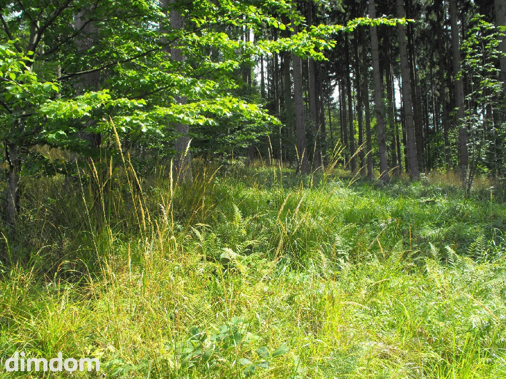 Na sprzedaż duża działka leśna, położona na obrzeżach Boguszowa- Gorc. Działka położona u podnóża góry Chełmiec- symbolu gór Wałbrzyskich. - 5