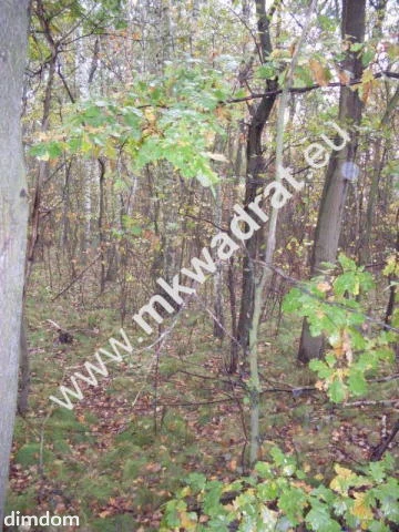 Działka objęta studium zagospodarowania terenu. Położona w lesie przy drodze, o powierzchni 9300m2… - 4