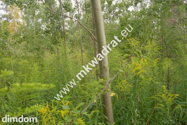 Do sprzedania działka o powierzchni 3830 m2, położona ok. 1 km od kompleksu leśnego i zalewu… - 34711600.jpg