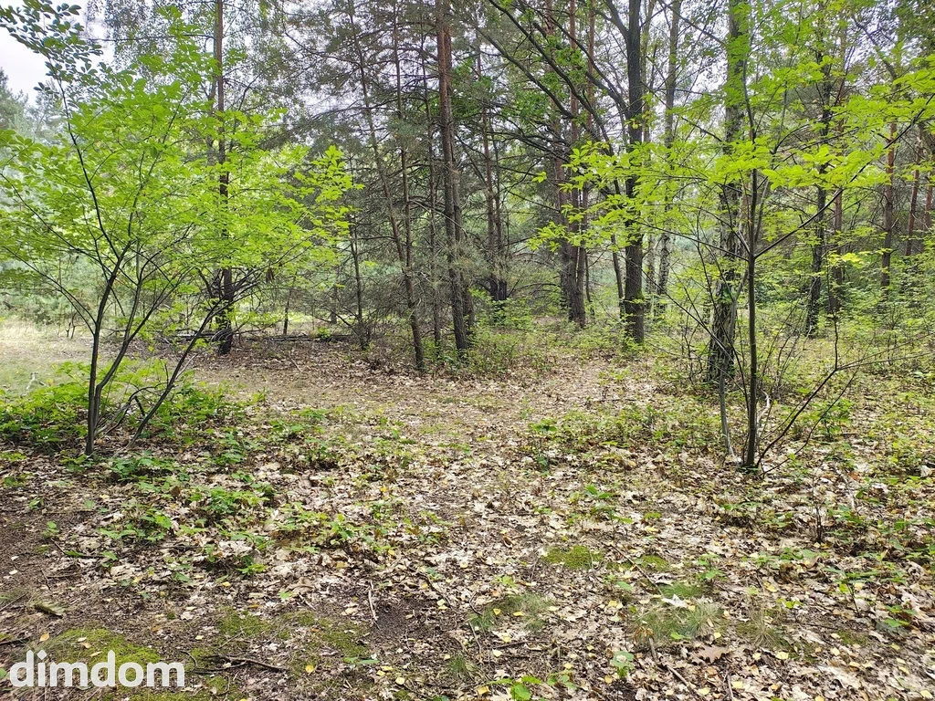 Działka 2442m2 w Sokolnikach-Lesie 150zł/m2