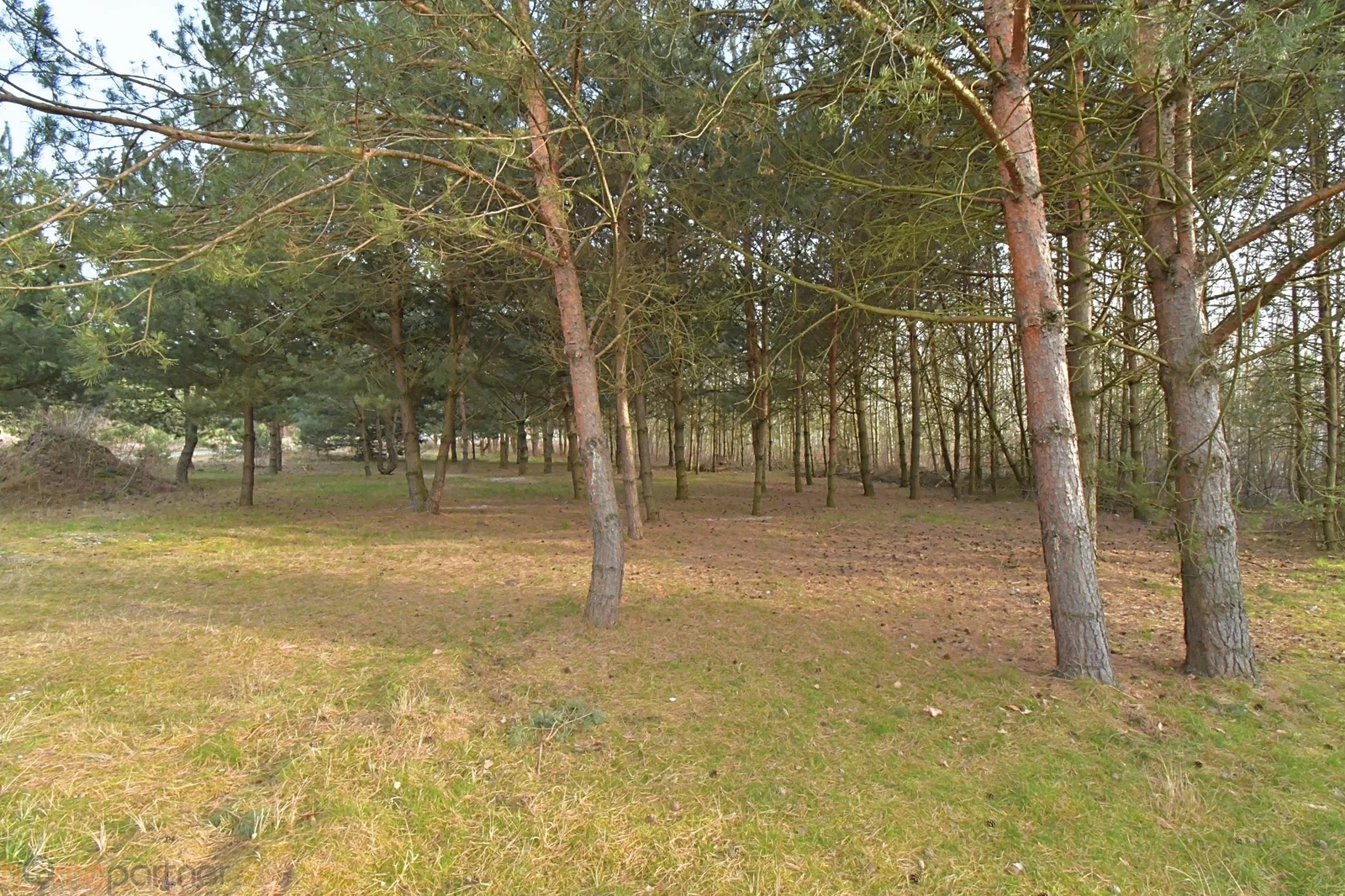 Piękna działka blisko lasu, Miłoszyce - 2