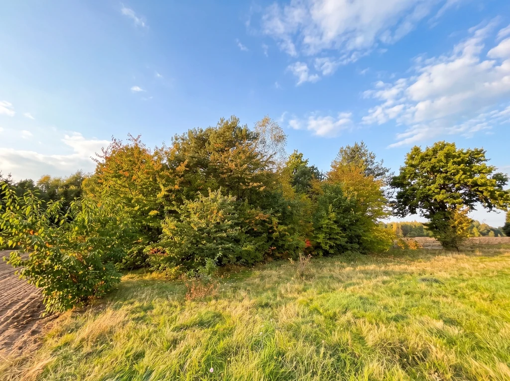 Działka budowlana 3000 m² | Brogi k. Ldzania | WZ | Dolina Grabi - 5